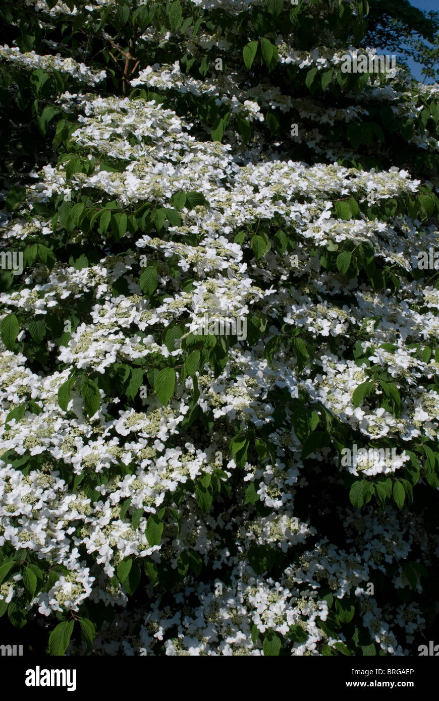 VIBURNUM PLICATUM, f. TOMENTOSUM 'SHASTA'. Banque D'Images