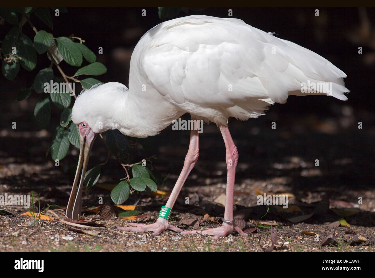 Spatule d'Afrique (platalea alba) Banque D'Images