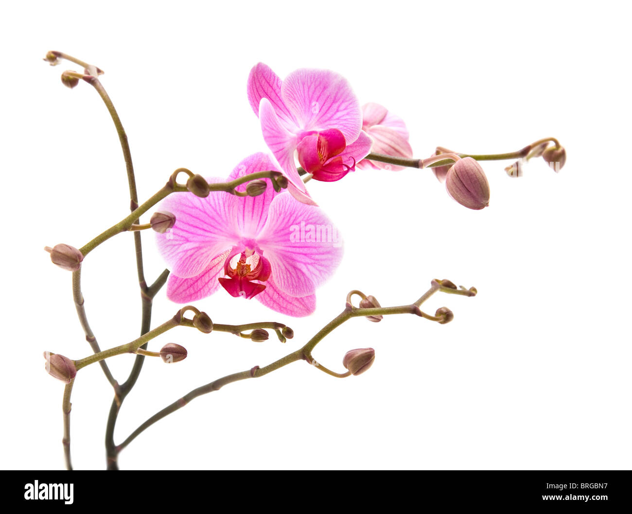 Orchidée phalaenopsis rose stripy isolé sur blanc, composition horizontale Banque D'Images