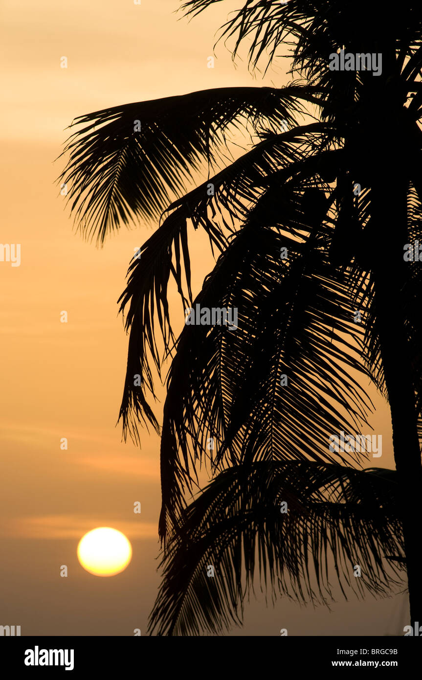 Un palmier coups dans le vent pendant le coucher du soleil sur l'île d'Aruba. Banque D'Images