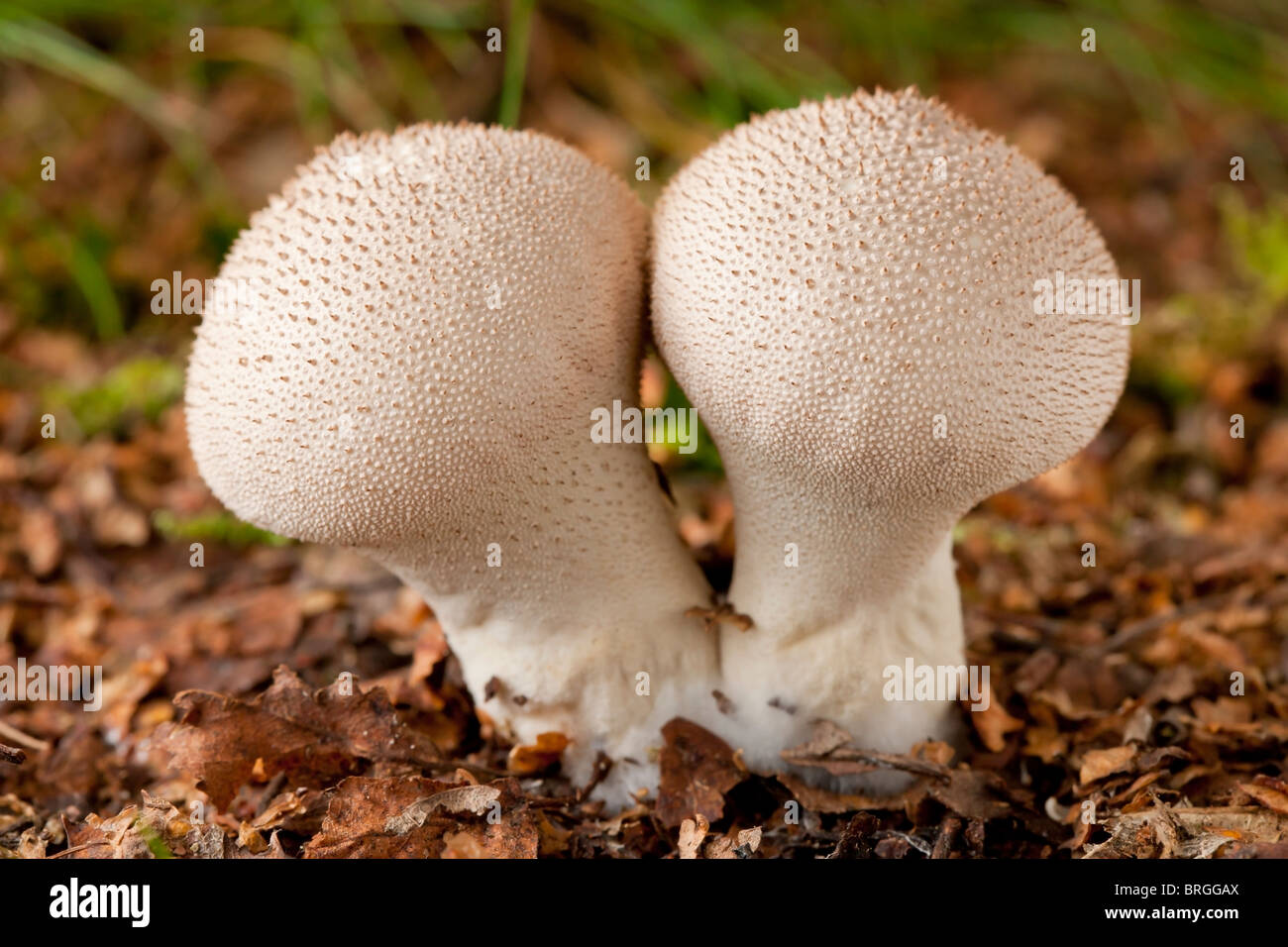 Champignons puffball commun (Lycoperdon perlatum) Banque D'Images