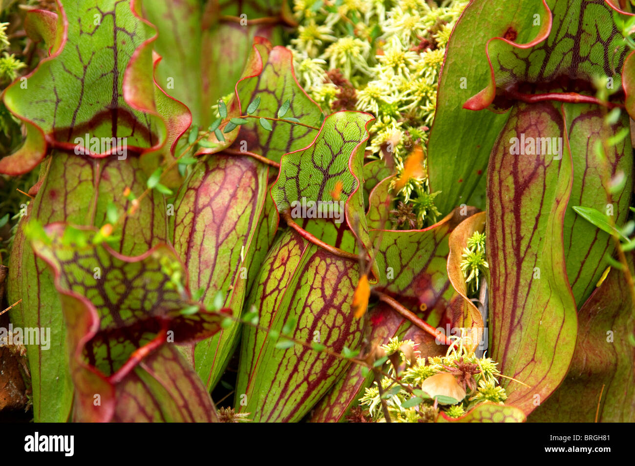 La sarracénie pourpre 'purpurea' arracenia, une plante carnivore sarracénie, croître dans une tourbière de la Nouvelle-Angleterre dans le Vermont, USA. Banque D'Images