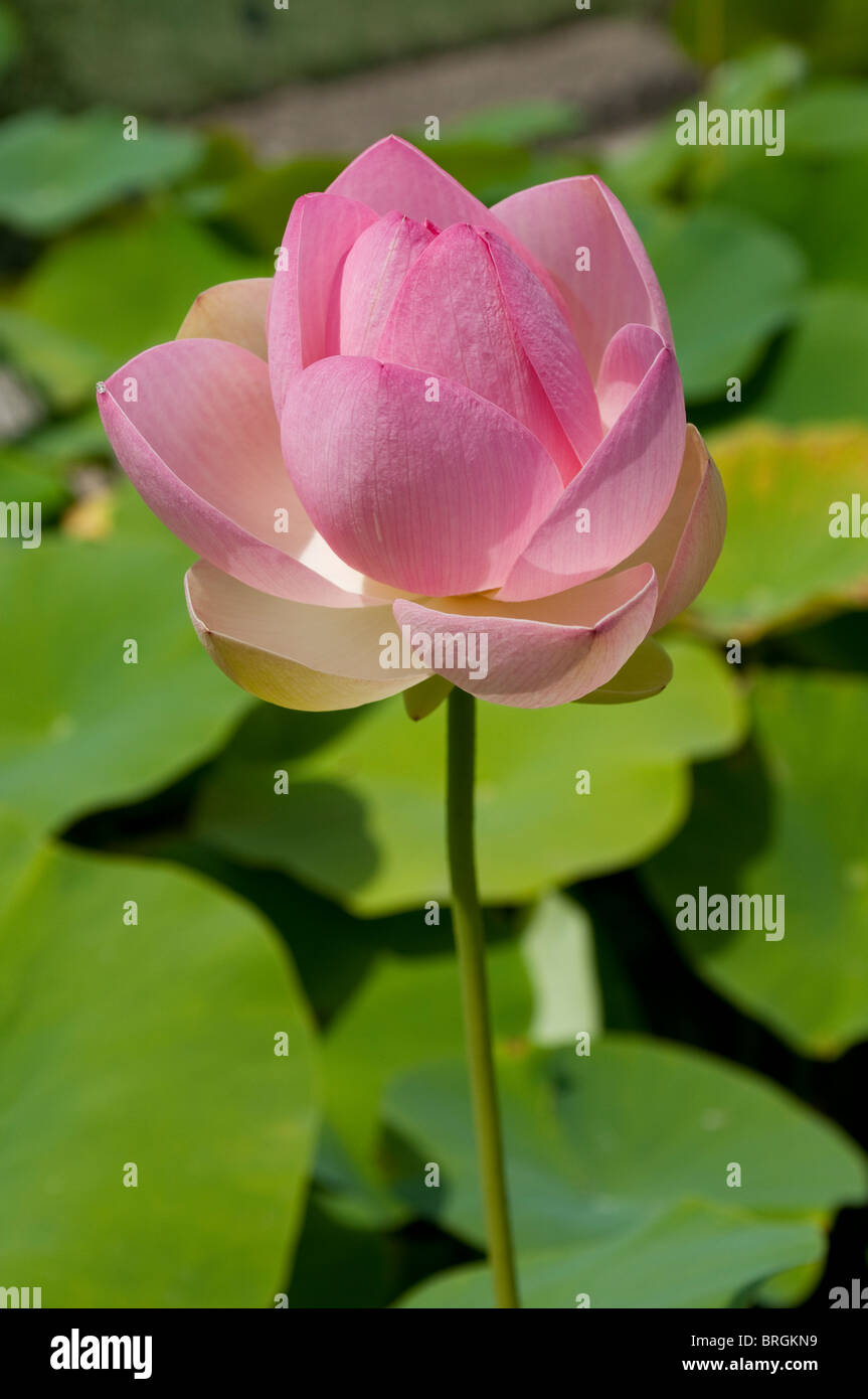 Nelumbo nucifera, Lotus, Lotus, Lotus Sacré indien, Bean de l'Inde Banque D'Images