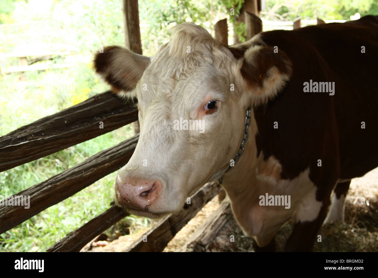 Gros plan de la tête de vache Banque D'Images