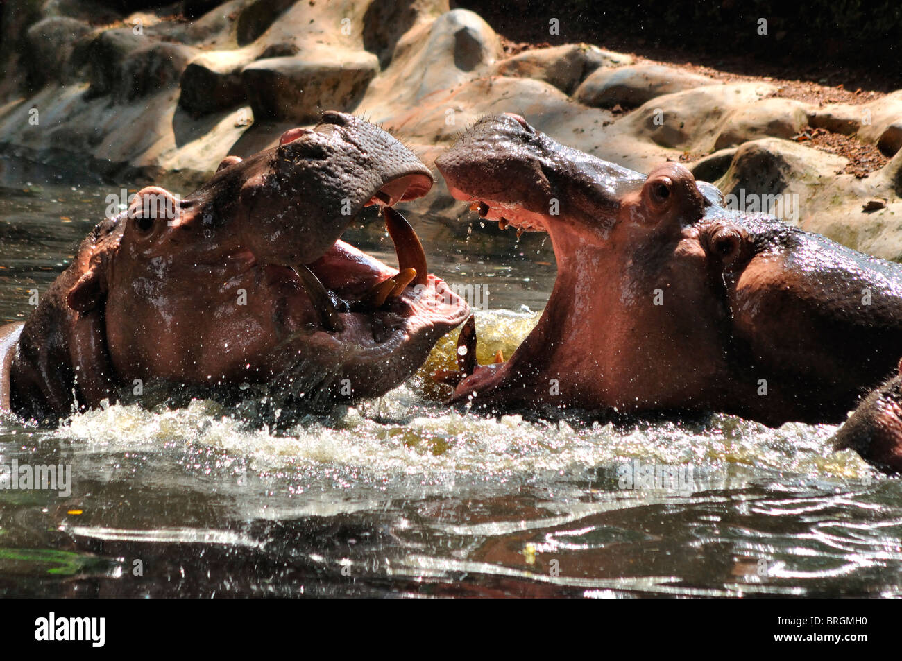Hippopotame, Close-up Banque D'Images