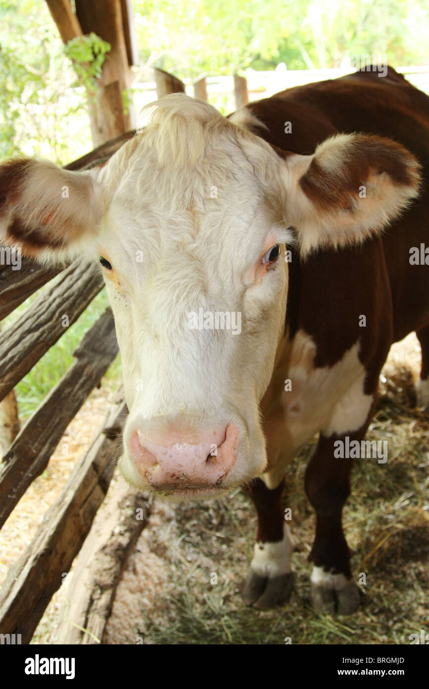 Gros plan de la tête de vache Banque D'Images