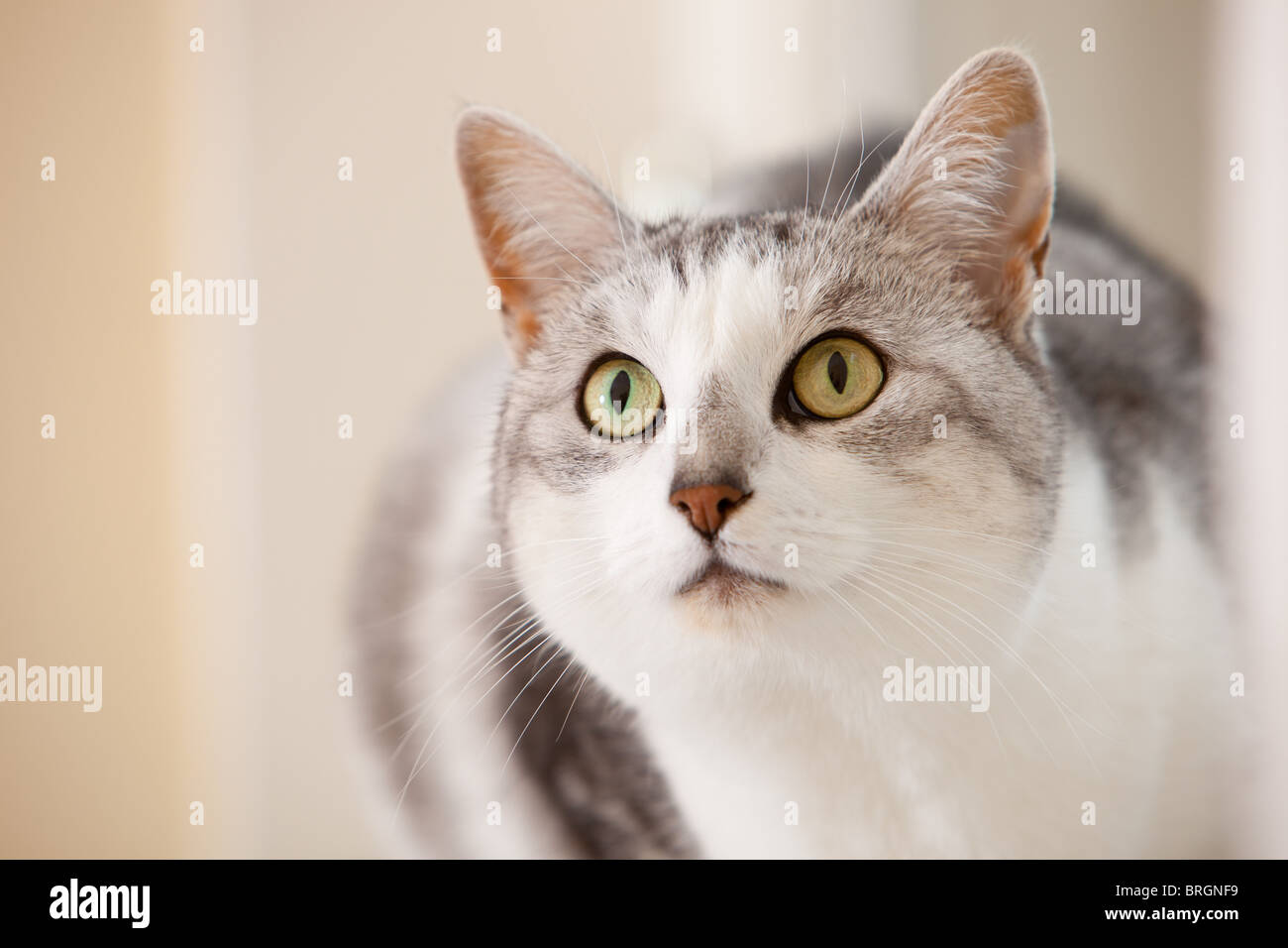 Beau chat dans closeup portrait d'alerte à la Banque D'Images