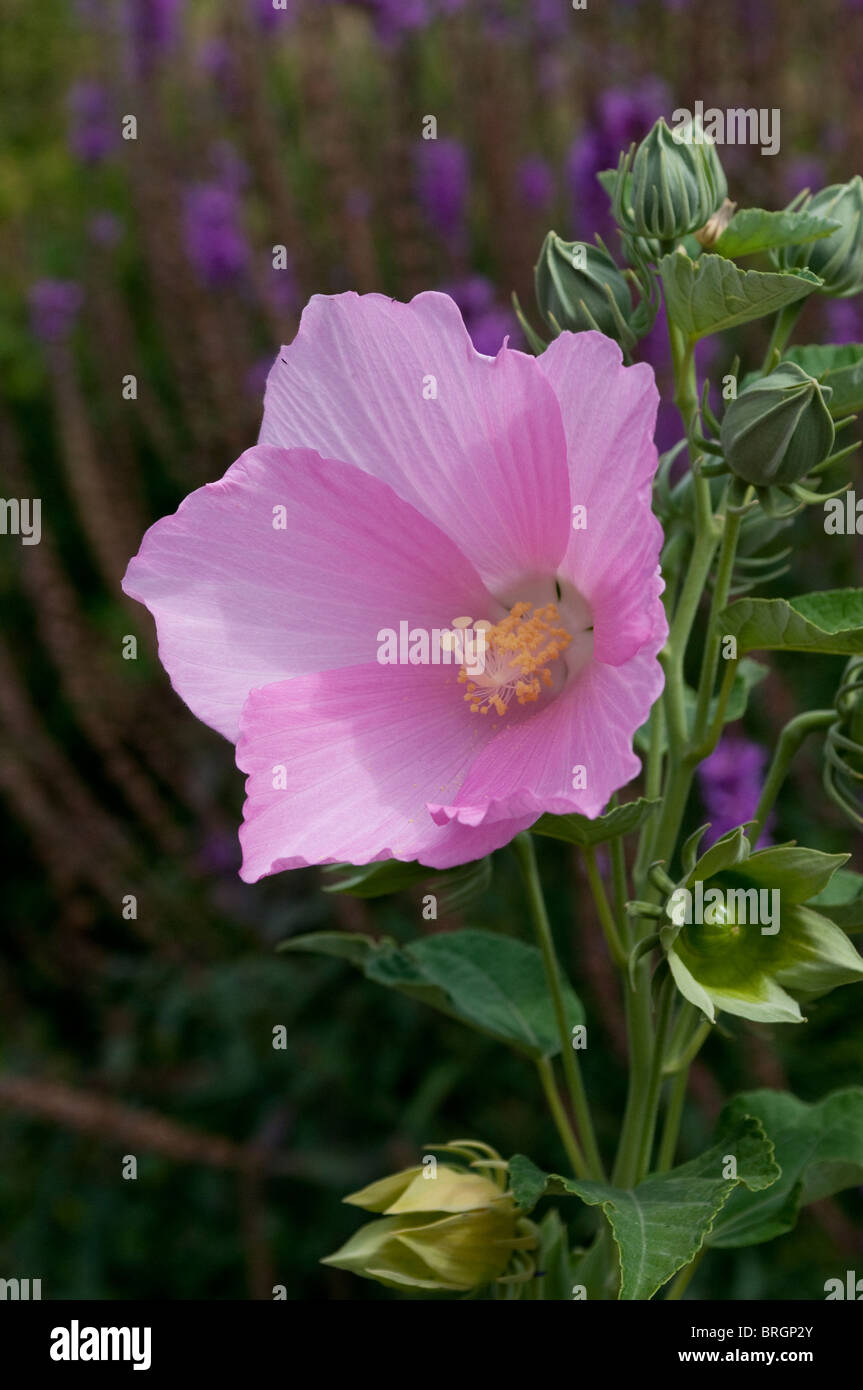 Hibiscus palustris, Swamp mauve rose Banque D'Images