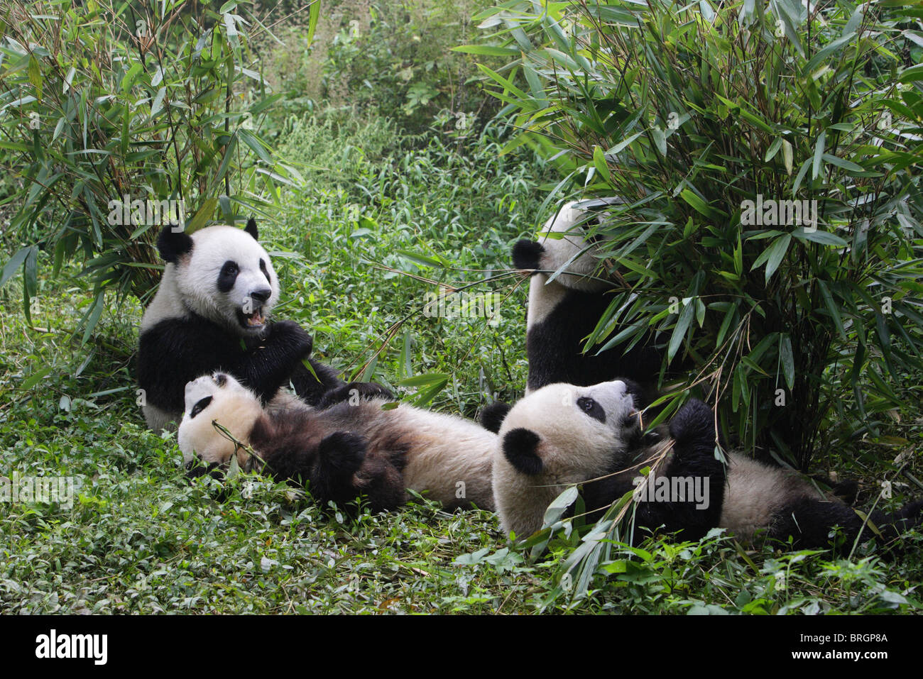 Panda géant Ailuropoda melanoleauca quatre jeunes ours assis et allongé sur le sol de manger des pousses de bambou Banque D'Images Panda géant Ailuropoda melanoleauca quatre jeunes ours assis et allongé sur le sol de manger des pousses de bambou Banque D'Images