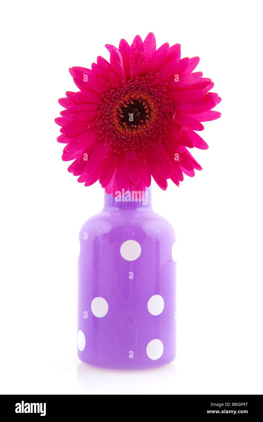 Cheerful purple vase avec des points blancs et rouges colorés Gerber Banque D'Images