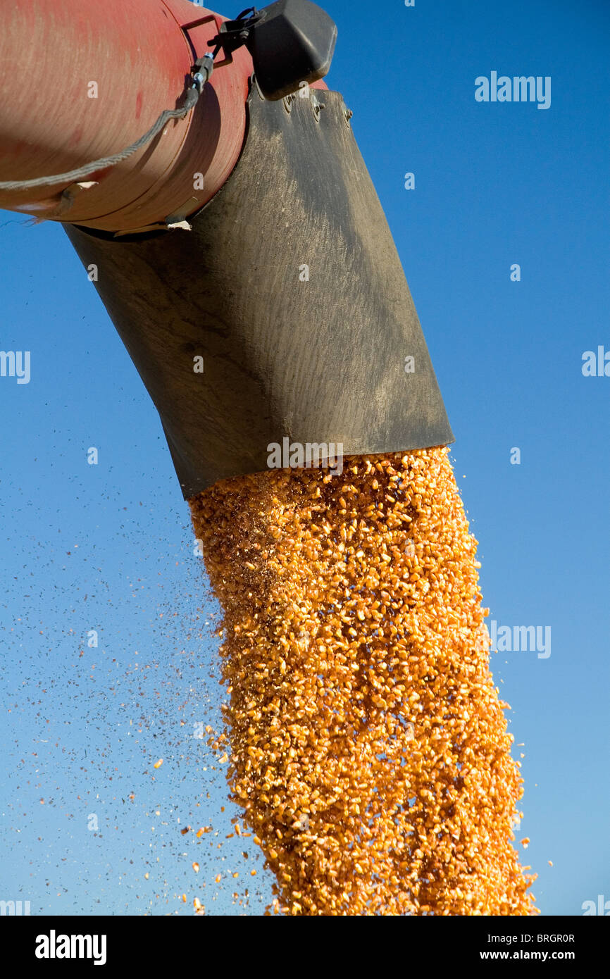 La récolte de maïs en Ada County, New York. Banque D'Images