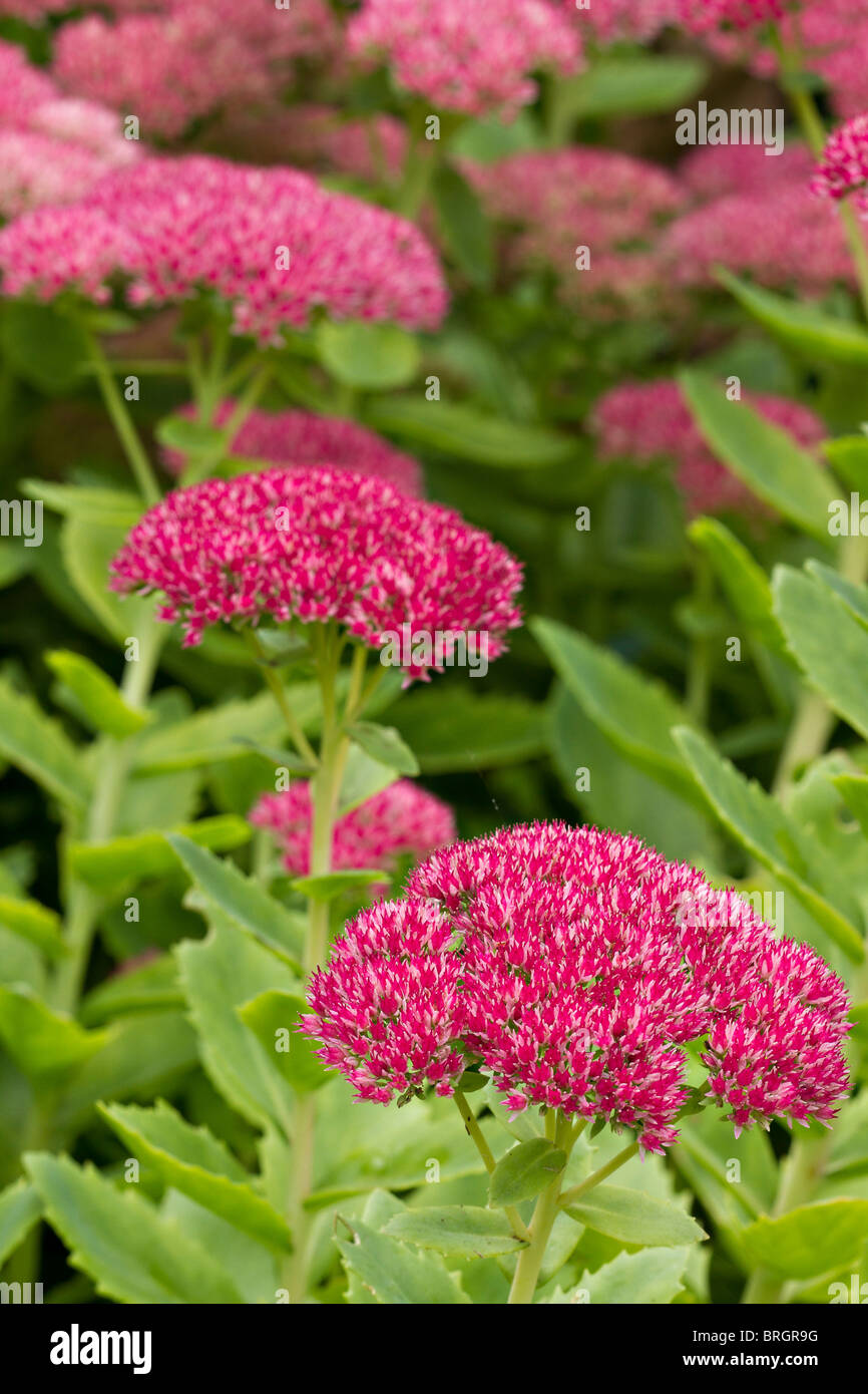 Sedum rose fleurs en fleur en automne en UK Banque D'Images