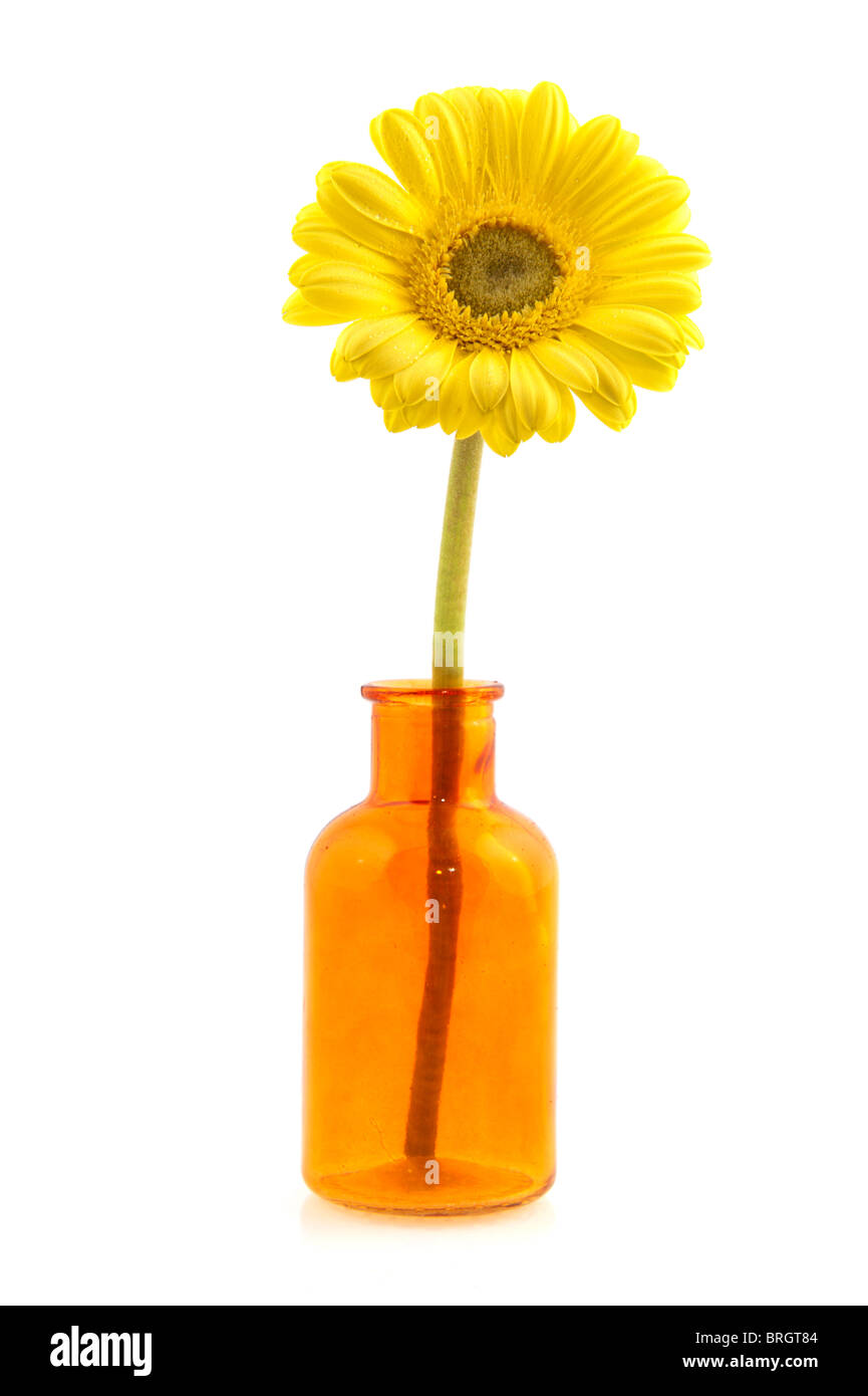 Gerber jaune fleur en petit vase en verre Banque D'Images