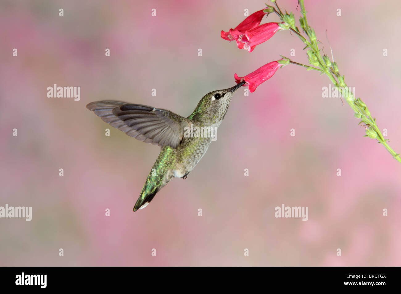 Colibri d'Anna à l'alimentation des femelles adultes Penstemon fleur. Banque D'Images