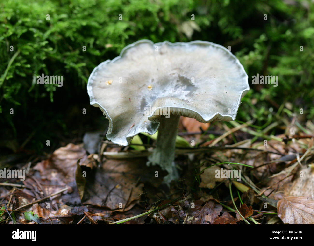 Les anis Anis, bleu-vert ou de l'entonnoir, Clitocybe odora Clitocybe Tricholomataceae, Banque D'Images