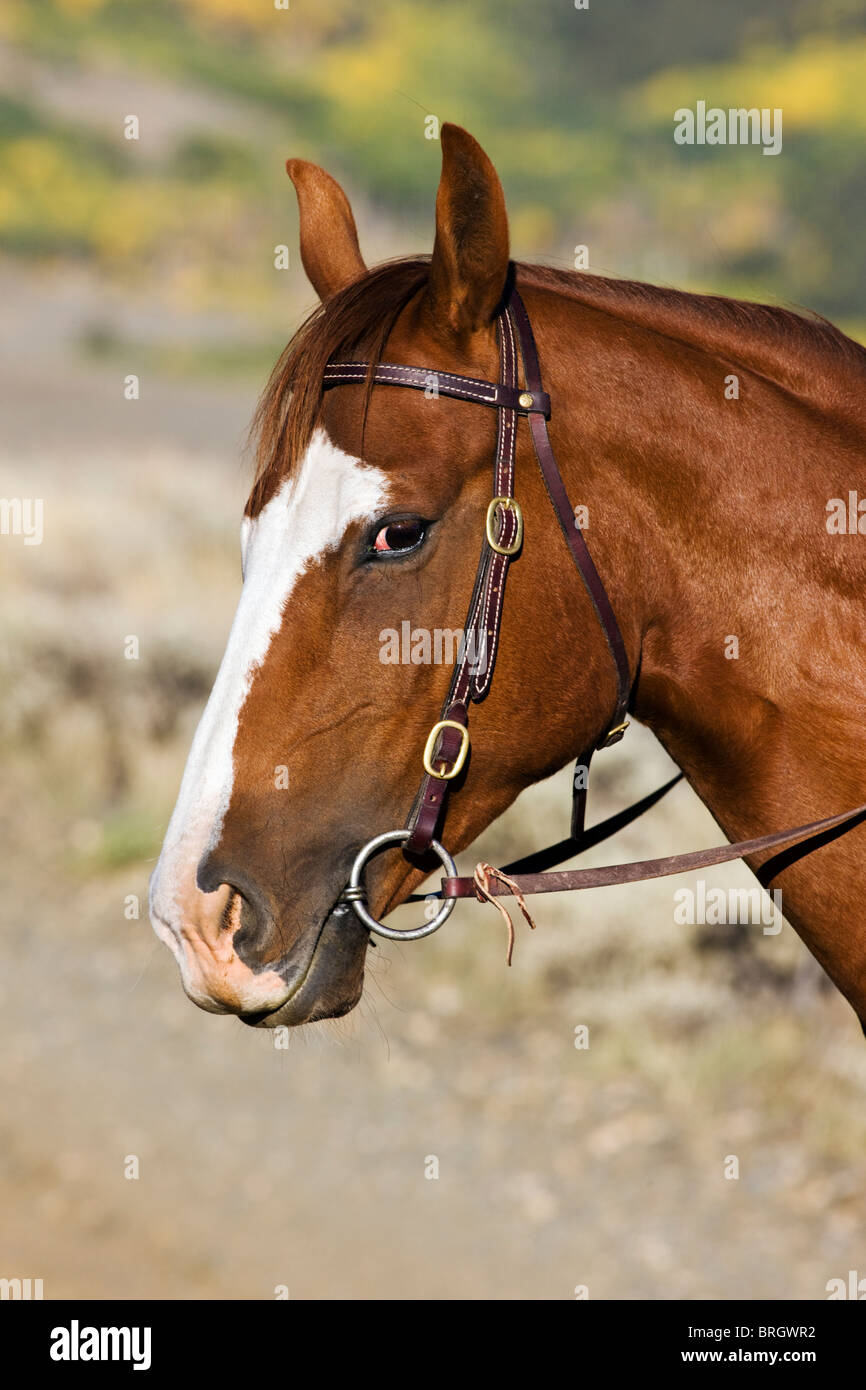 Portrait d'un quarter horse Banque D'Images