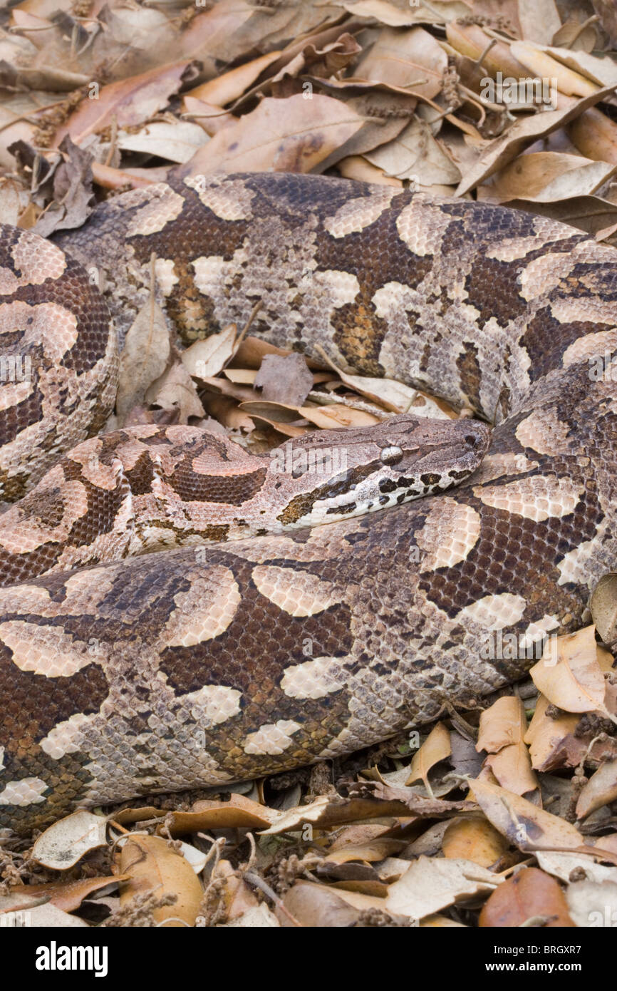 Dumeril Boa Boa dumerili (du). Originaire de Madagascar. Montrant camouflage ; coloration perturbatrices, des taches. Banque D'Images