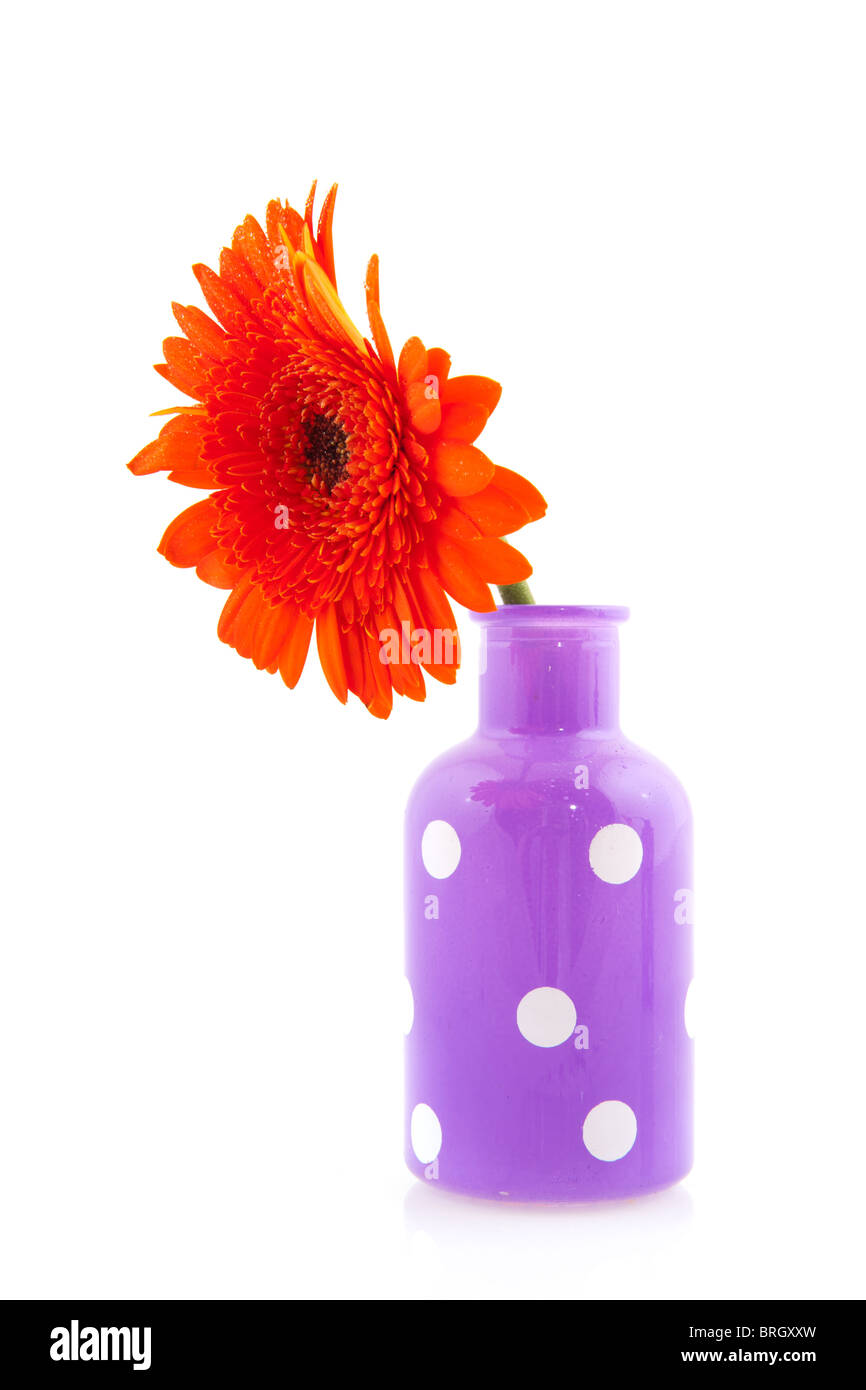 Cheerful purple vase avec points blancs et orange Gerber colorés Banque D'Images