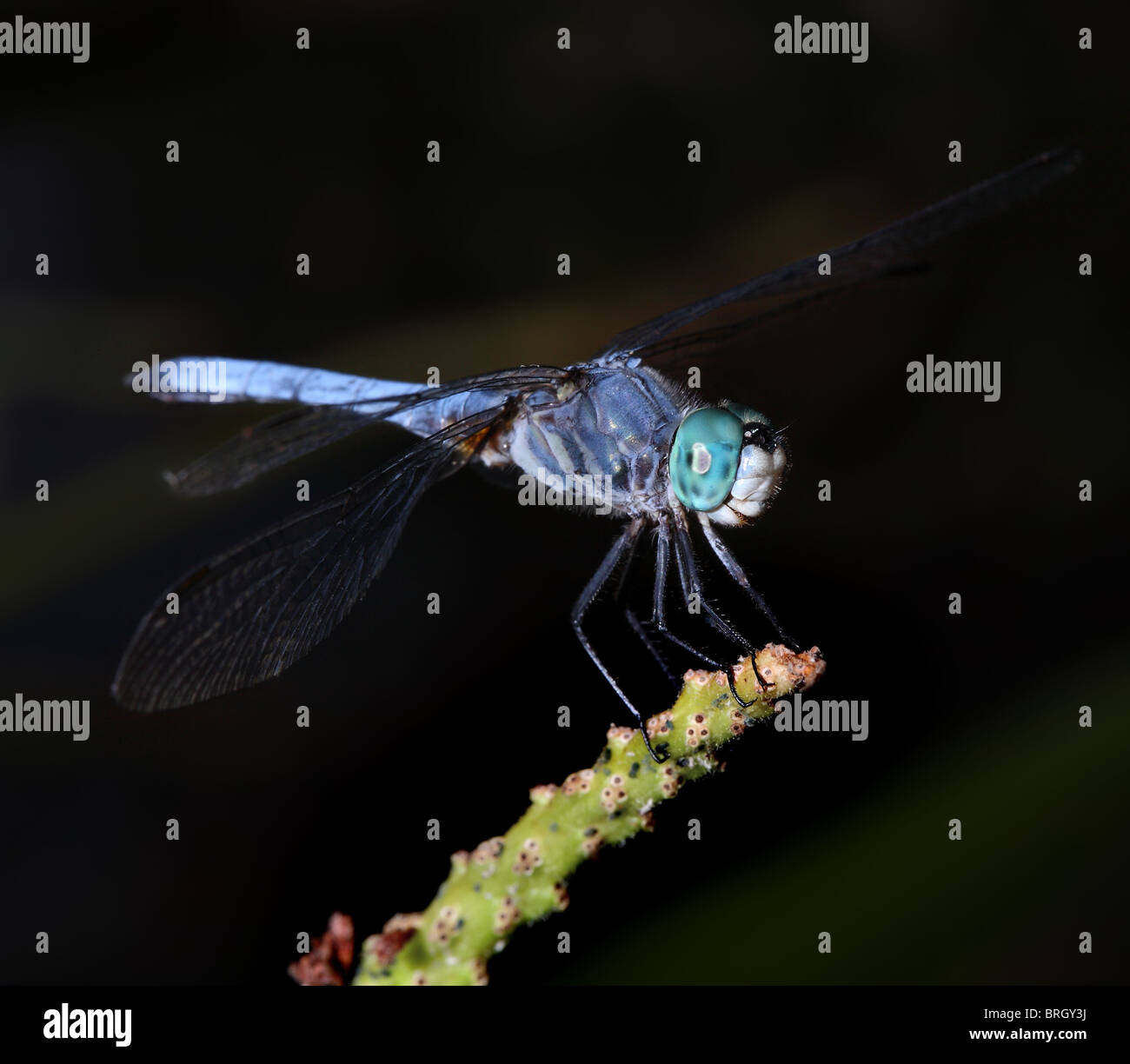 Bleu libellule colorés sur fond sombre naturel contre rameau Banque D'Images