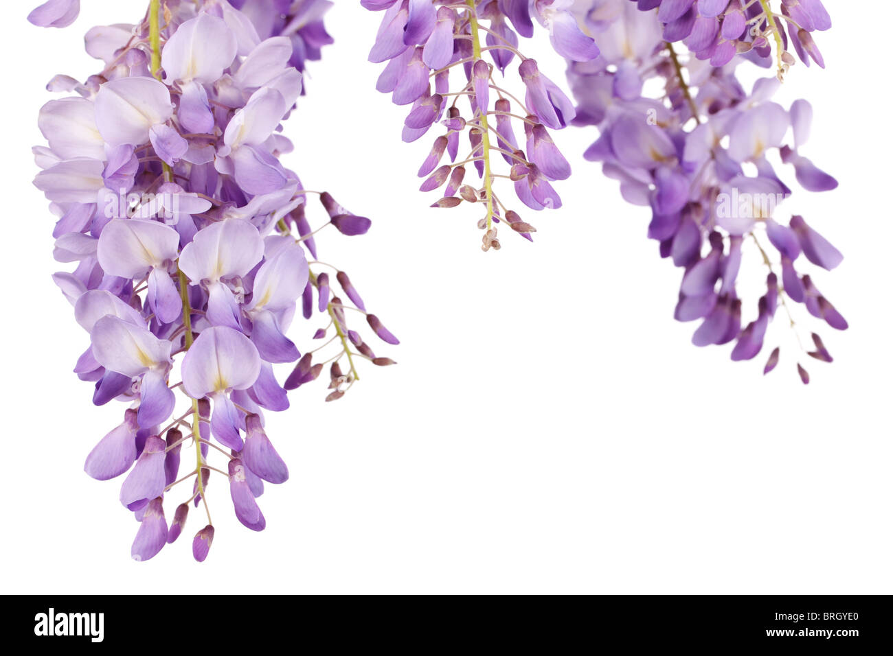 Belles fleurs de glycine isolé sur fond blanc Banque D'Images