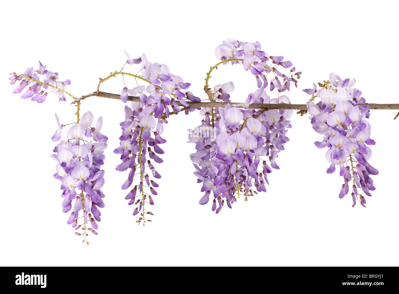La direction générale de wisteria blossom isolé sur fond blanc Banque D'Images