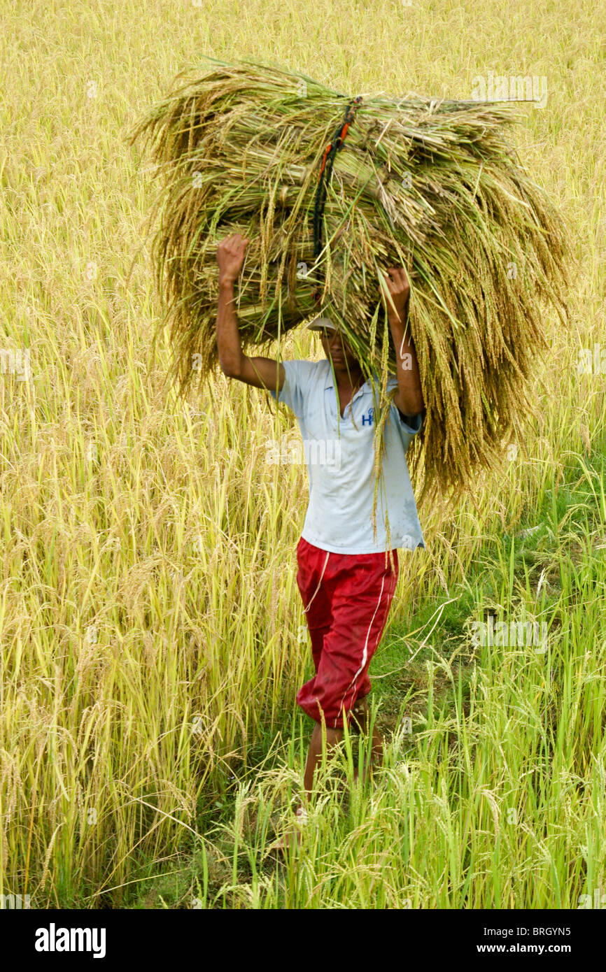 L'agriculteur récolte de riz, Madagascar Banque D'Images