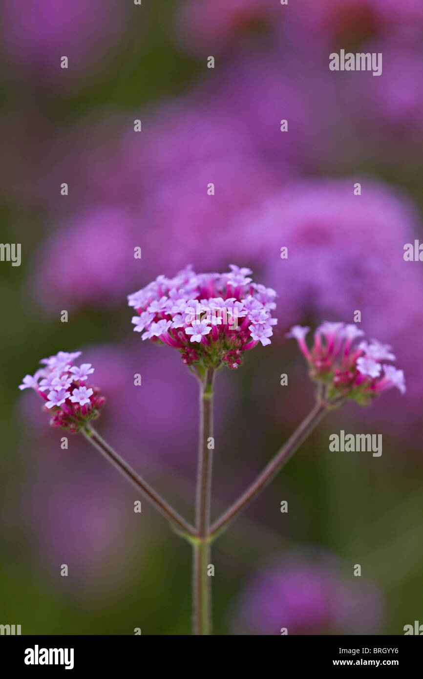 Purpletop Verveine (Verbena bonariensis) en fleurs au début de l'automne en UK Banque D'Images