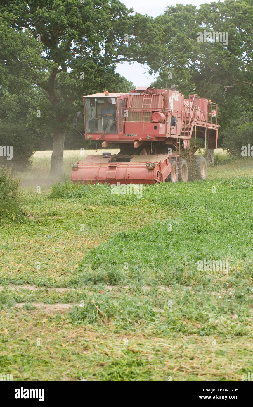 La récolte des pois (Pisum) satvium, viner en opération. Banque D'Images