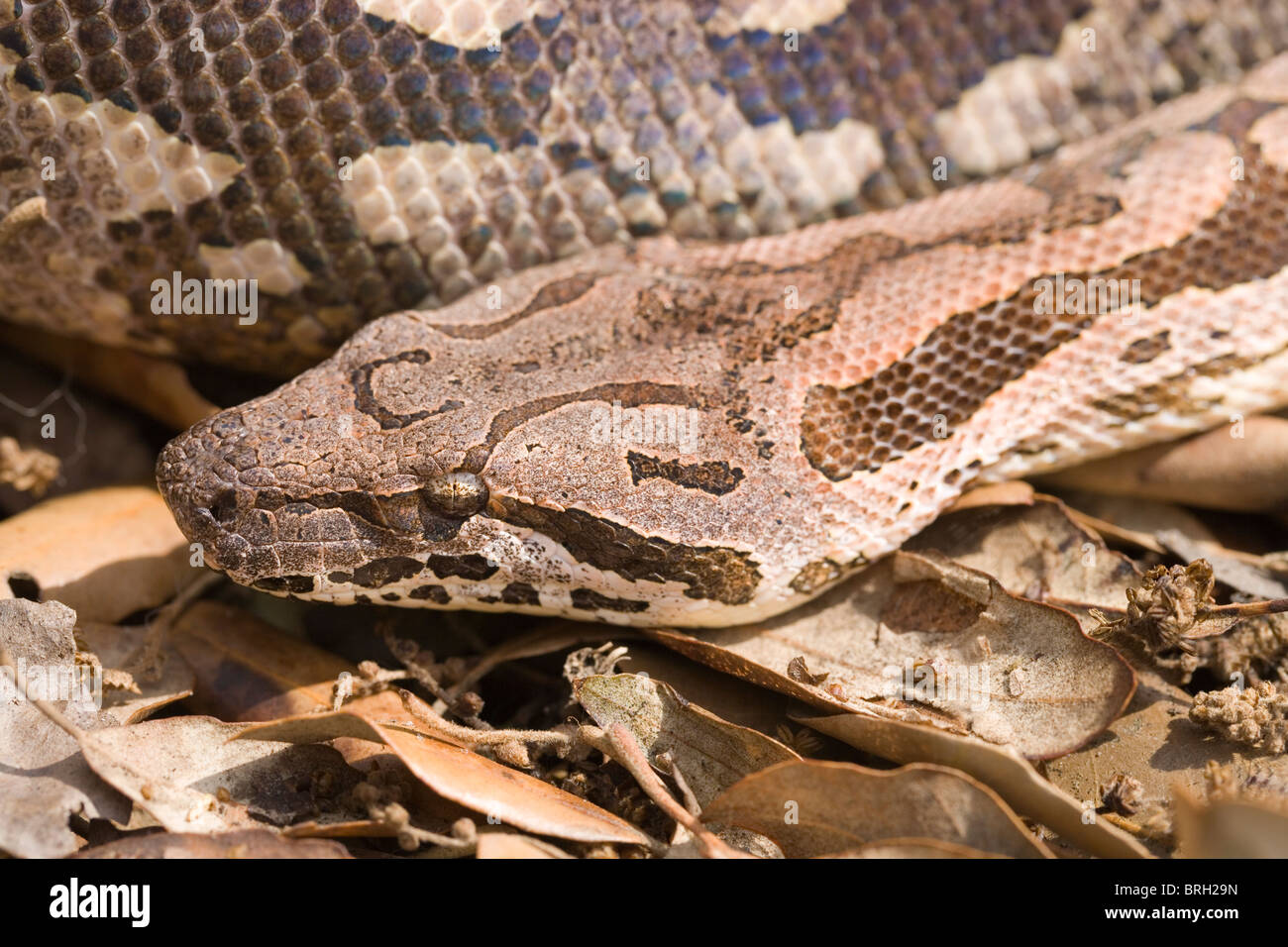 Dumeril Boa Boa dumerili (du). Head, portrait.originaire de Madagascar. Montrant camouflage ; coloration perturbatrices, des taches. Banque D'Images