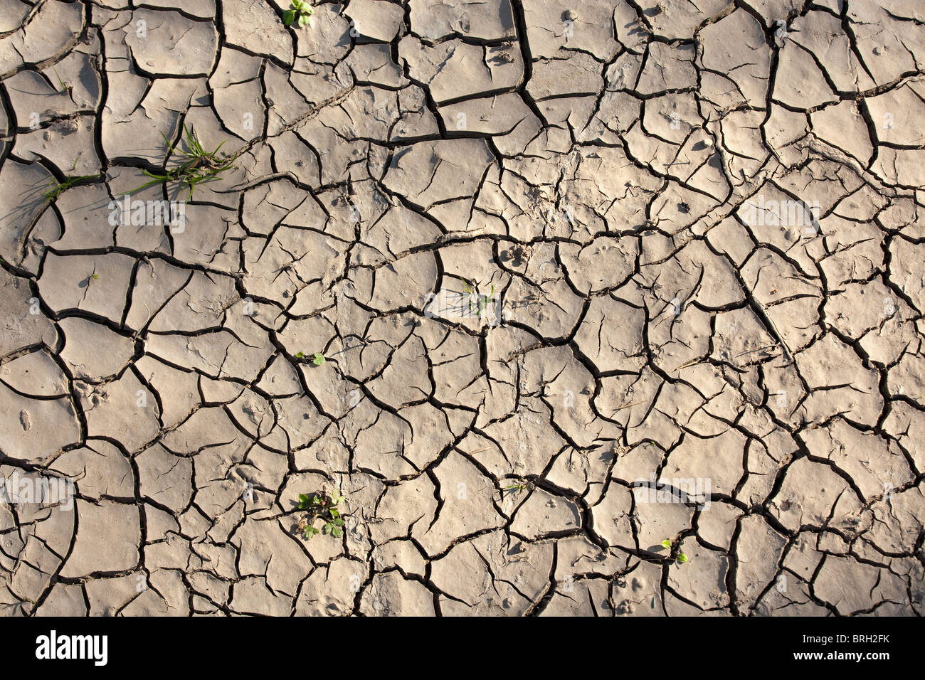 Arrière-plan de sol fissuré à sec avec quelques plantes Banque D'Images