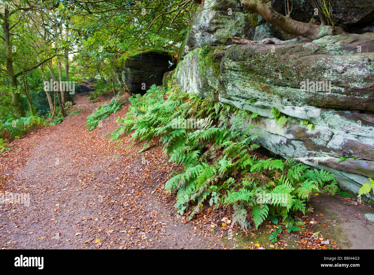 Chemin à travers bois au-dessous de wilmslow dans Cheshire, le chemin parsemé de feuilles tombées brown Banque D'Images