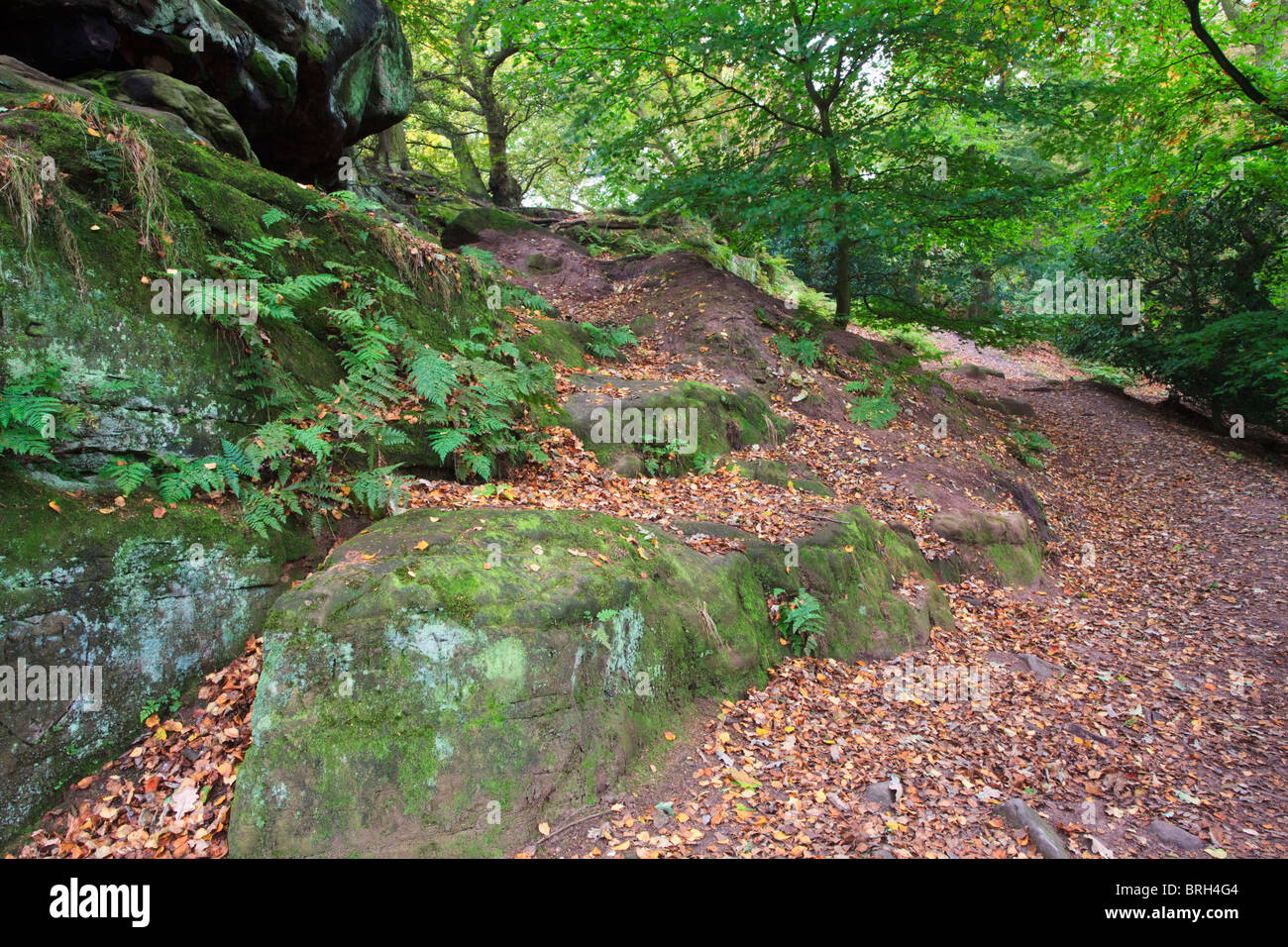 Chemin à travers bois au-dessous de wilmslow dans Cheshire, le chemin parsemé de feuilles tombées brown Banque D'Images