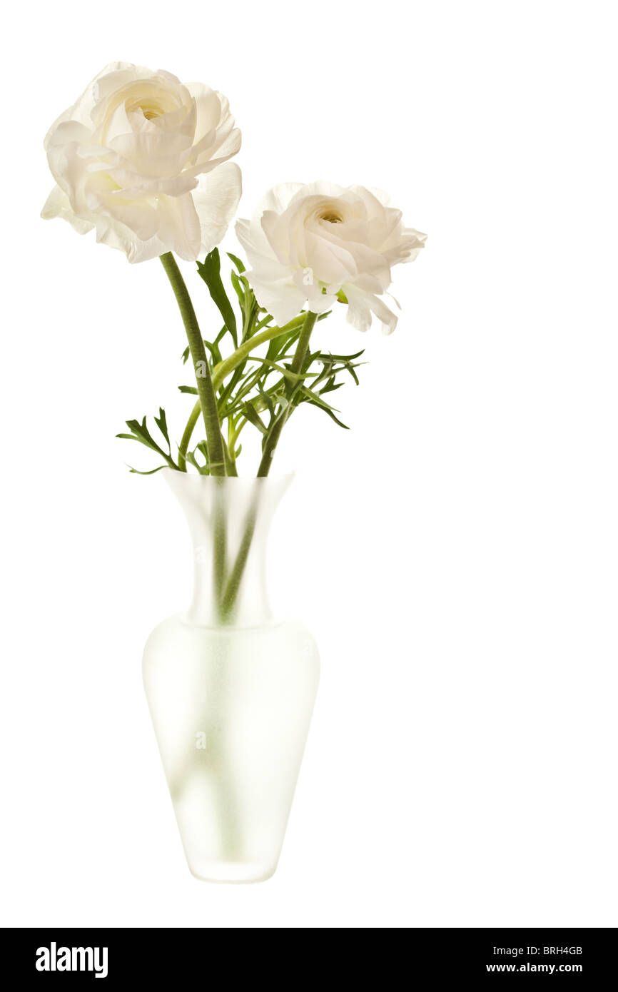 Ranunculus blanc en vase isolé sur fond blanc Banque D'Images