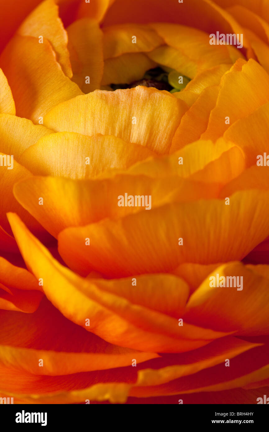Ranunculus Orange Background Banque D'Images
