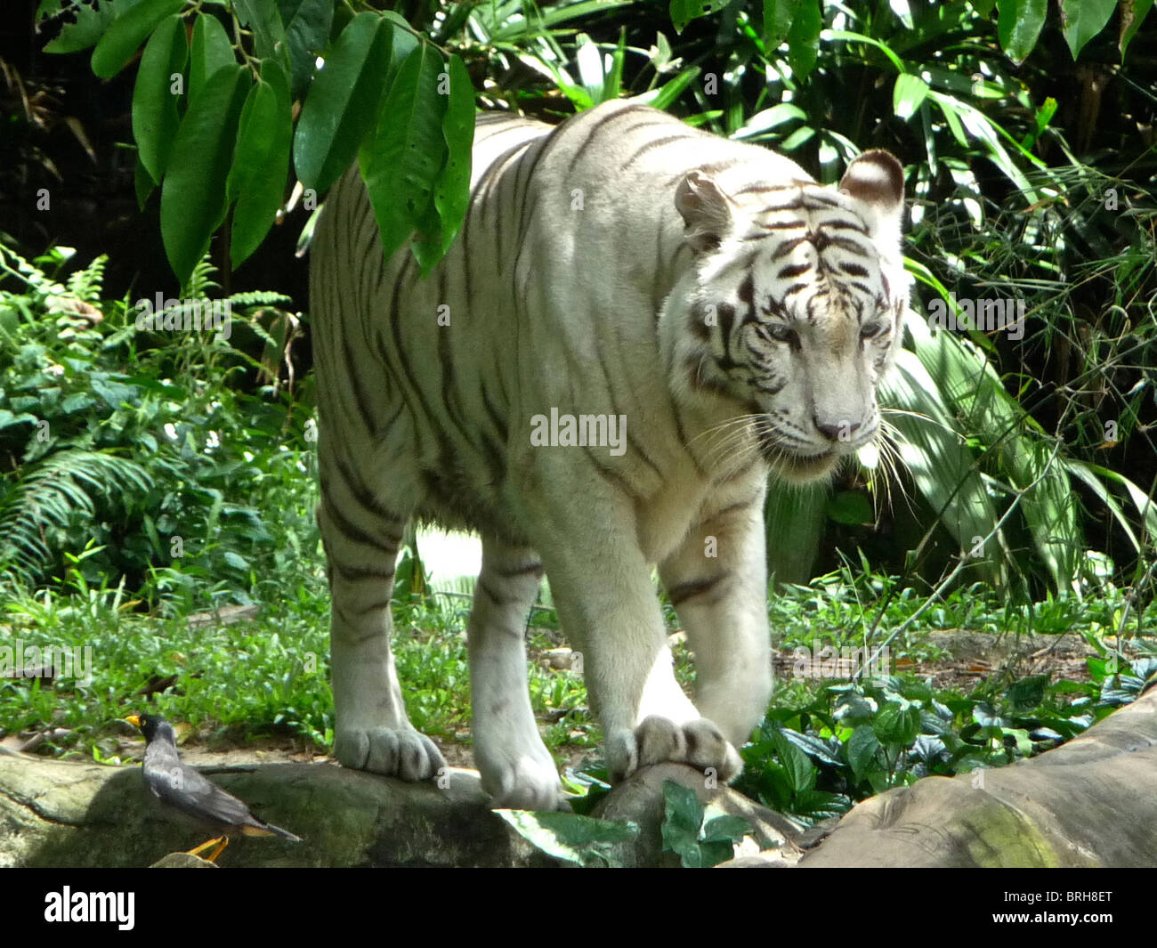 Un tigre blanc rare photographié en Malaisie Banque D'Images