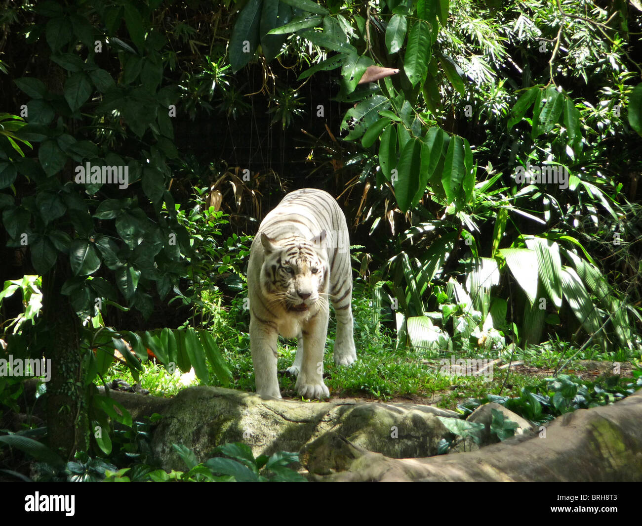 Un tigre blanc rare photographié en Malaisie Banque D'Images