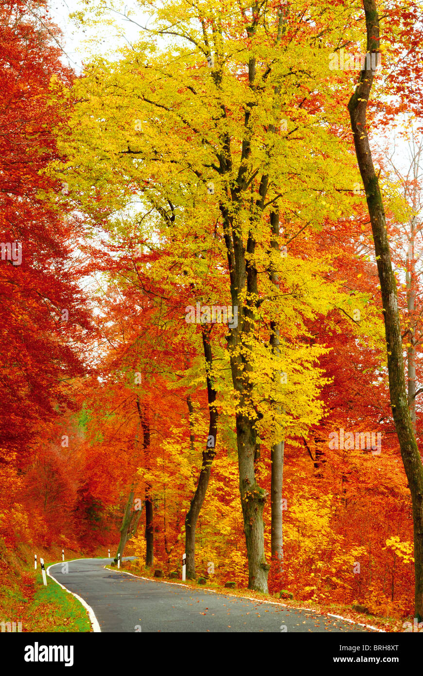 Allemagne : l'automne dans l'Odenwald Banque D'Images