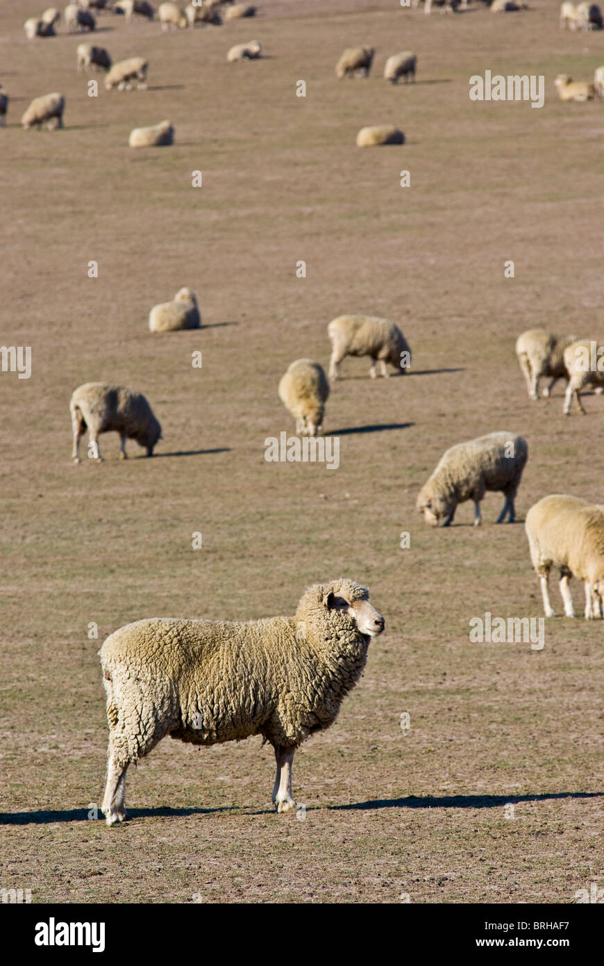 Un grand troupeau de moutons broutent des herbes sèches sur une ferme à la sécheresse Banque D'Images