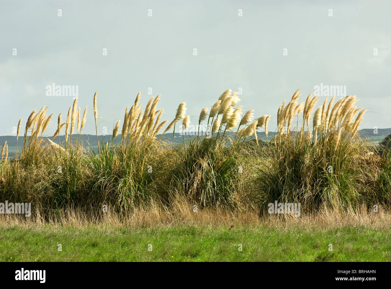 Un peuplement de graminées papyrus forment un coupe-vent dans un champ de ferme côtière. Banque D'Images