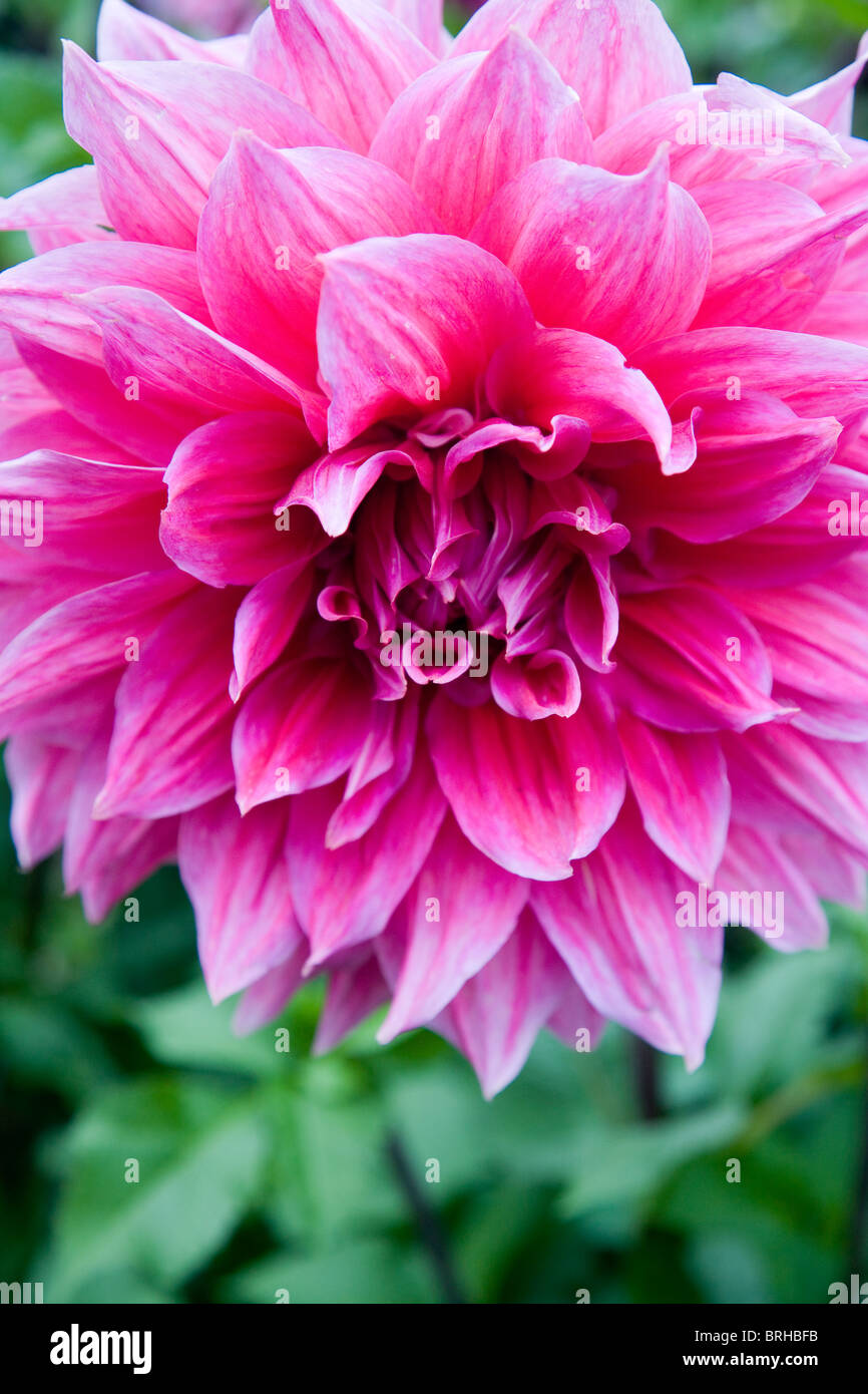 Dahlia Assiette Otto's Thrill Banque D'Images