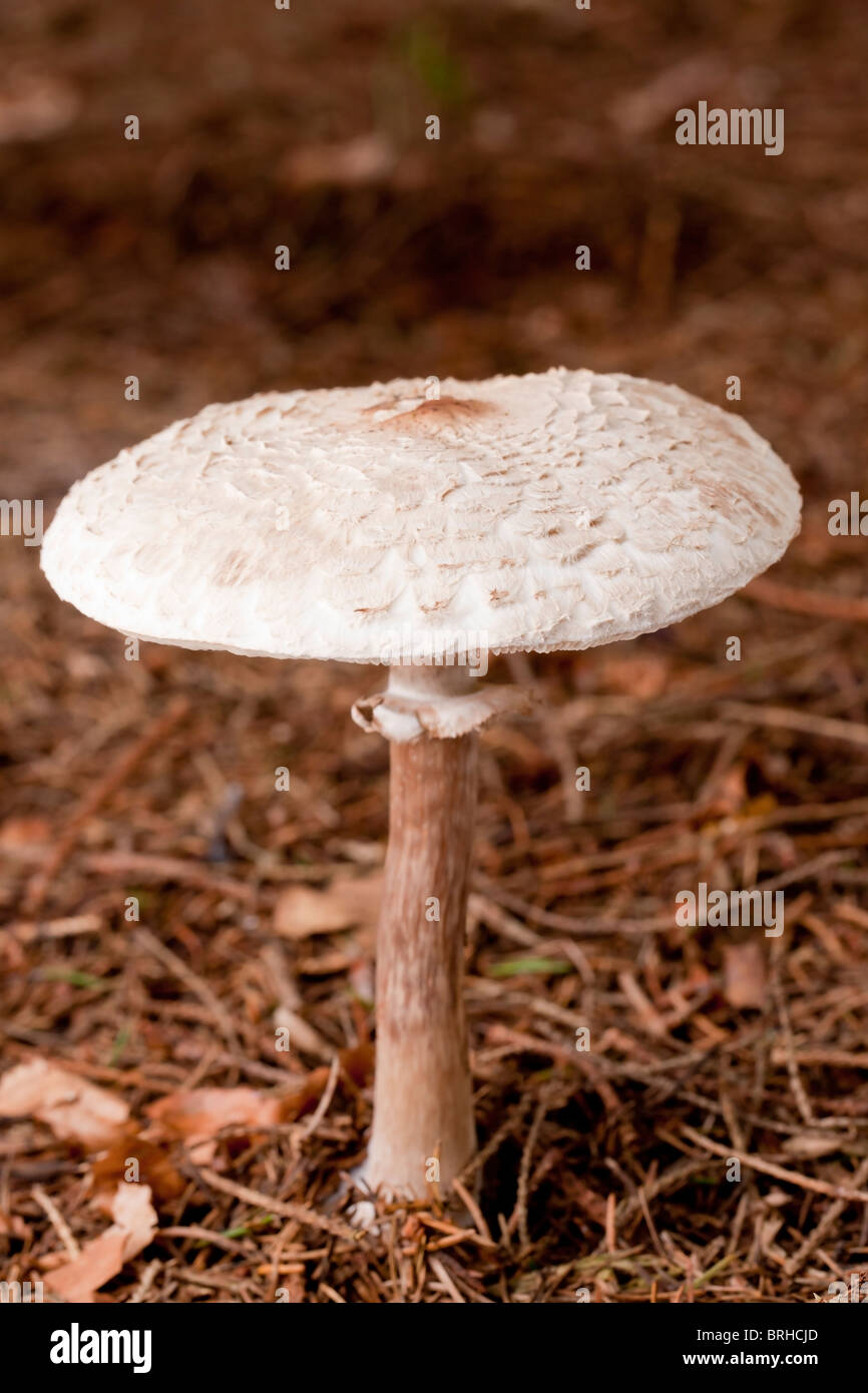 Faux plafond mort champignons (Amanita citrina) Banque D'Images