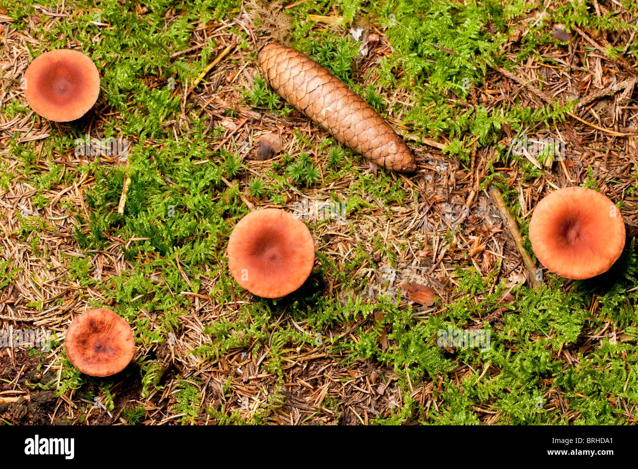 Bruant Milkcap de champignons (Lactarius rufus) Banque D'Images