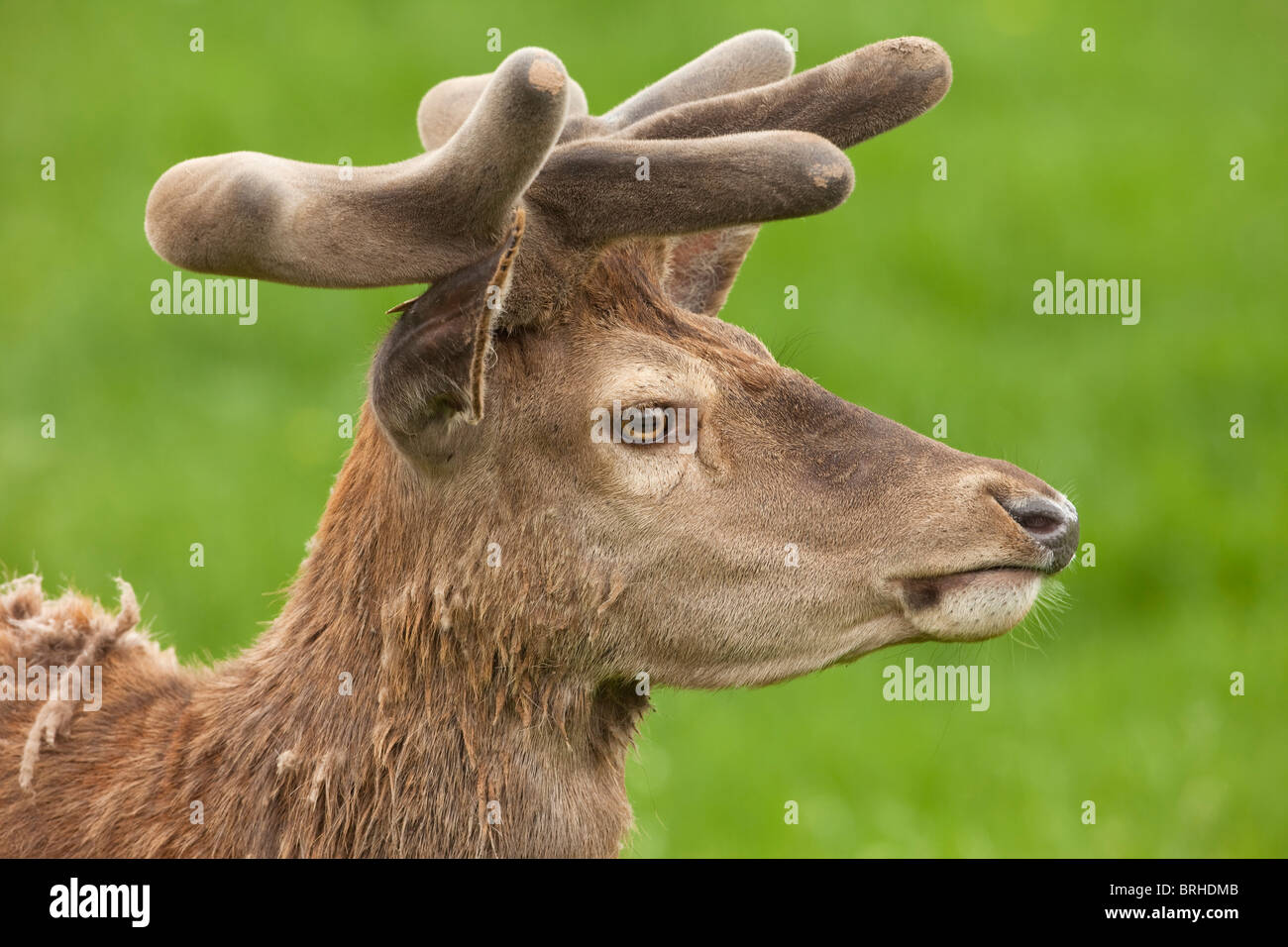 Red Deer (Cervus elaphus Banque D'Images