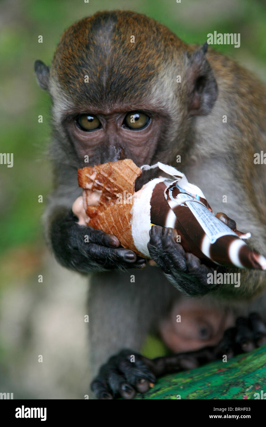 Macaque au Batu Caves, Malaisie Banque D'Images