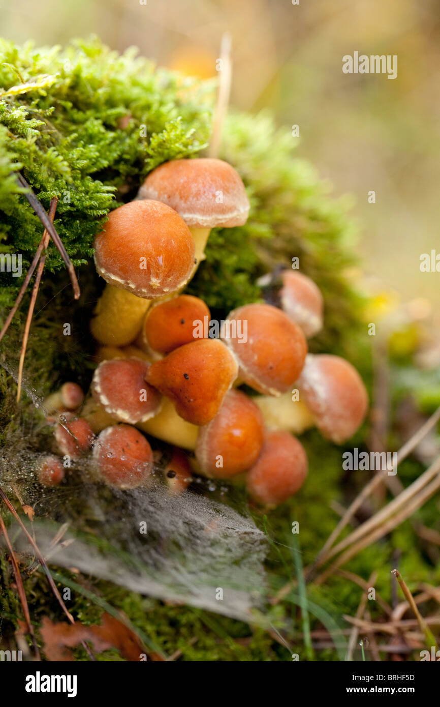 Capnoides Naematoloma cluster. Herperduin, Herpen, aux Pays-Bas. Banque D'Images