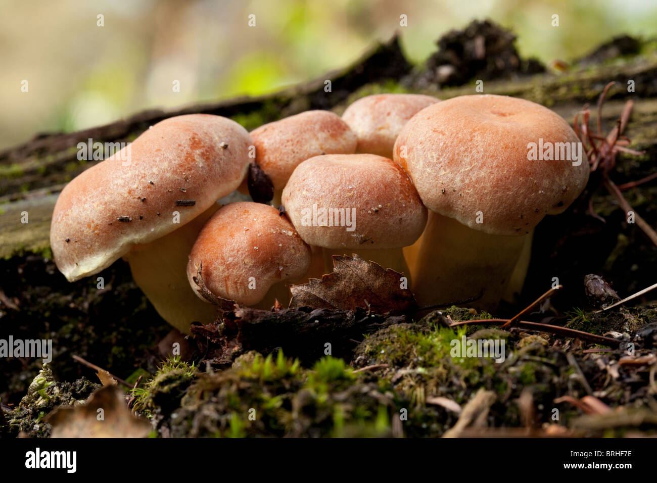 Nematoloma Capnoides cluster. L'automne 2010. Herperduin, Herpen, aux Pays-Bas. Banque D'Images