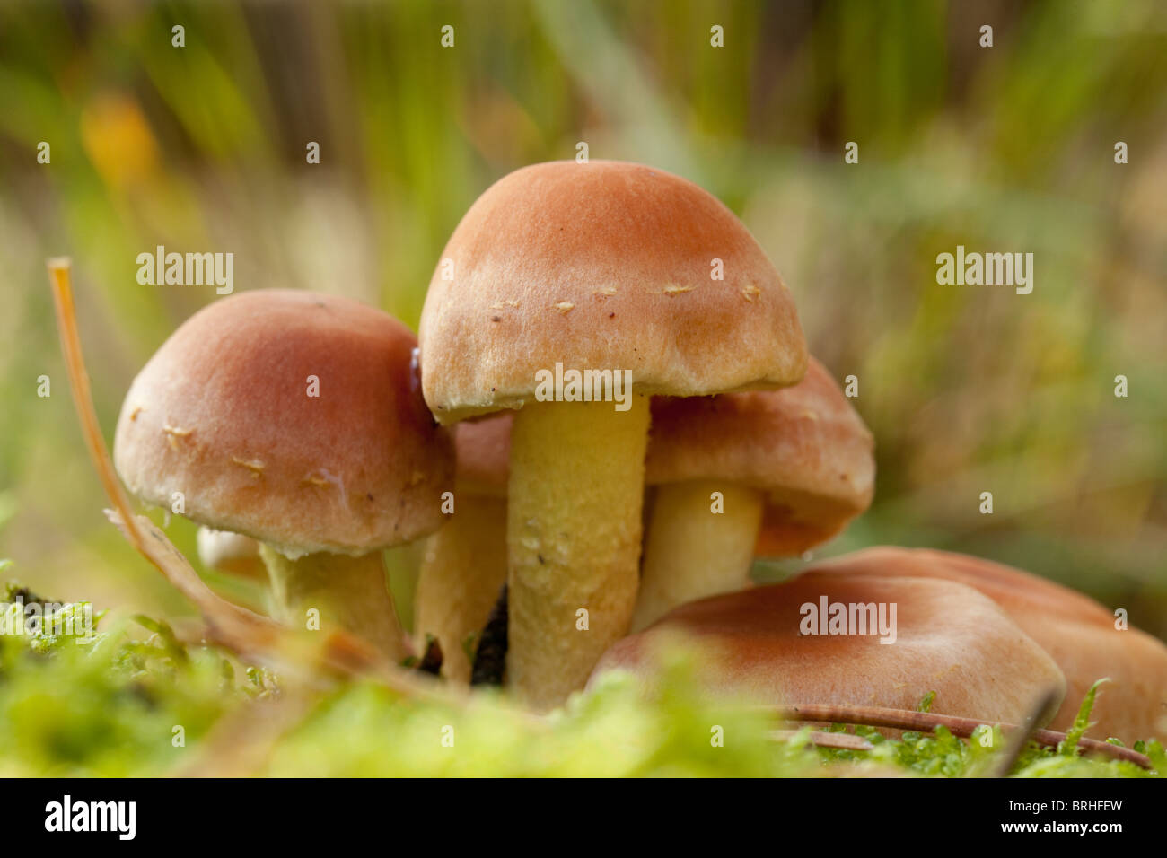 Capnoides Naematoloma cluster. L'automne 2010. Herperduin, Herpen, aux Pays-Bas. Banque D'Images