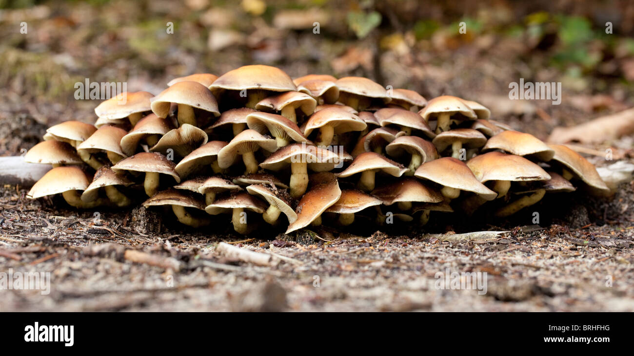 Capnoides Naematoloma cluster.. Herperduin, Herpen, aux Pays-Bas. Banque D'Images