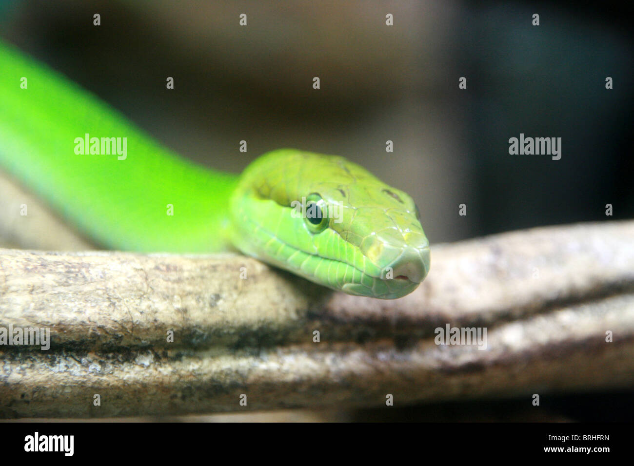 Serpent vert Banque D'Images