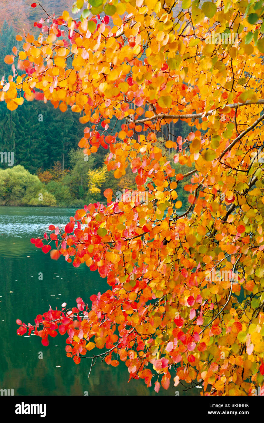 Allemagne : couleurs d'automne au lac Marbach à Hessen Banque D'Images